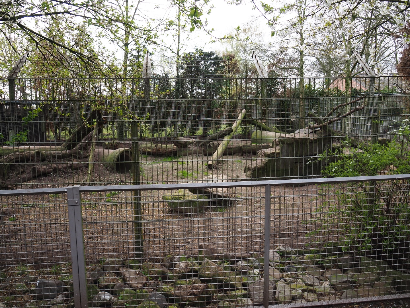 Corsac fox exhibit, 2019-04-06