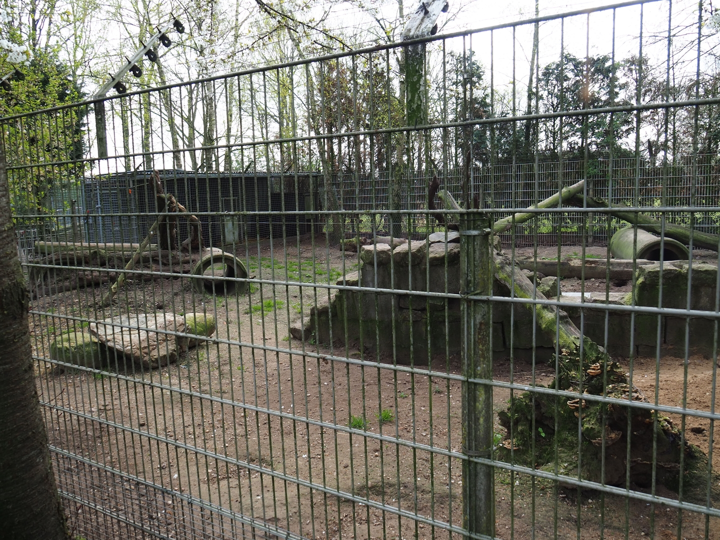 Corsac fox exhibit, 2019-04-06