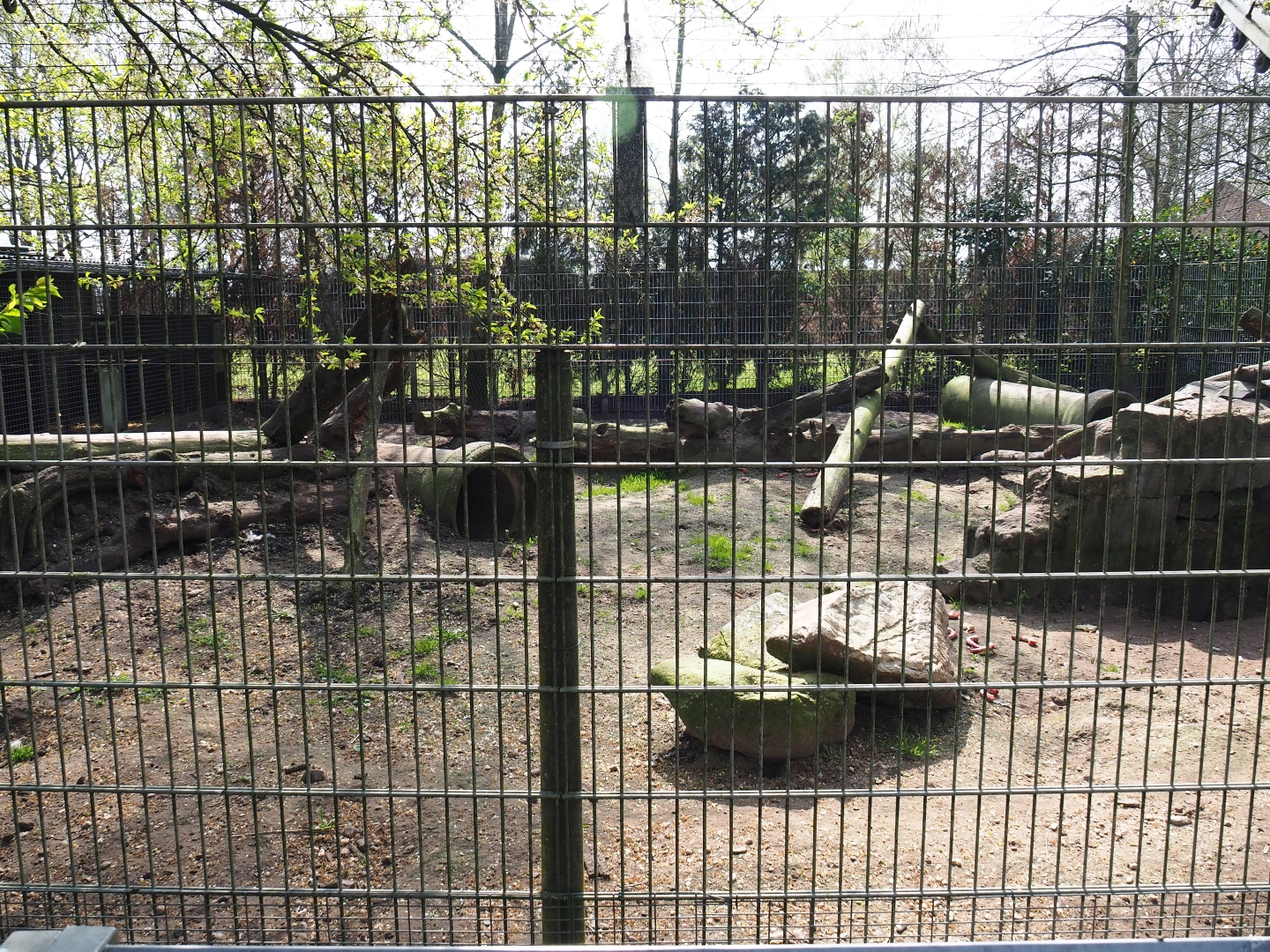 Corsac fox exhibit, 2019-04-06