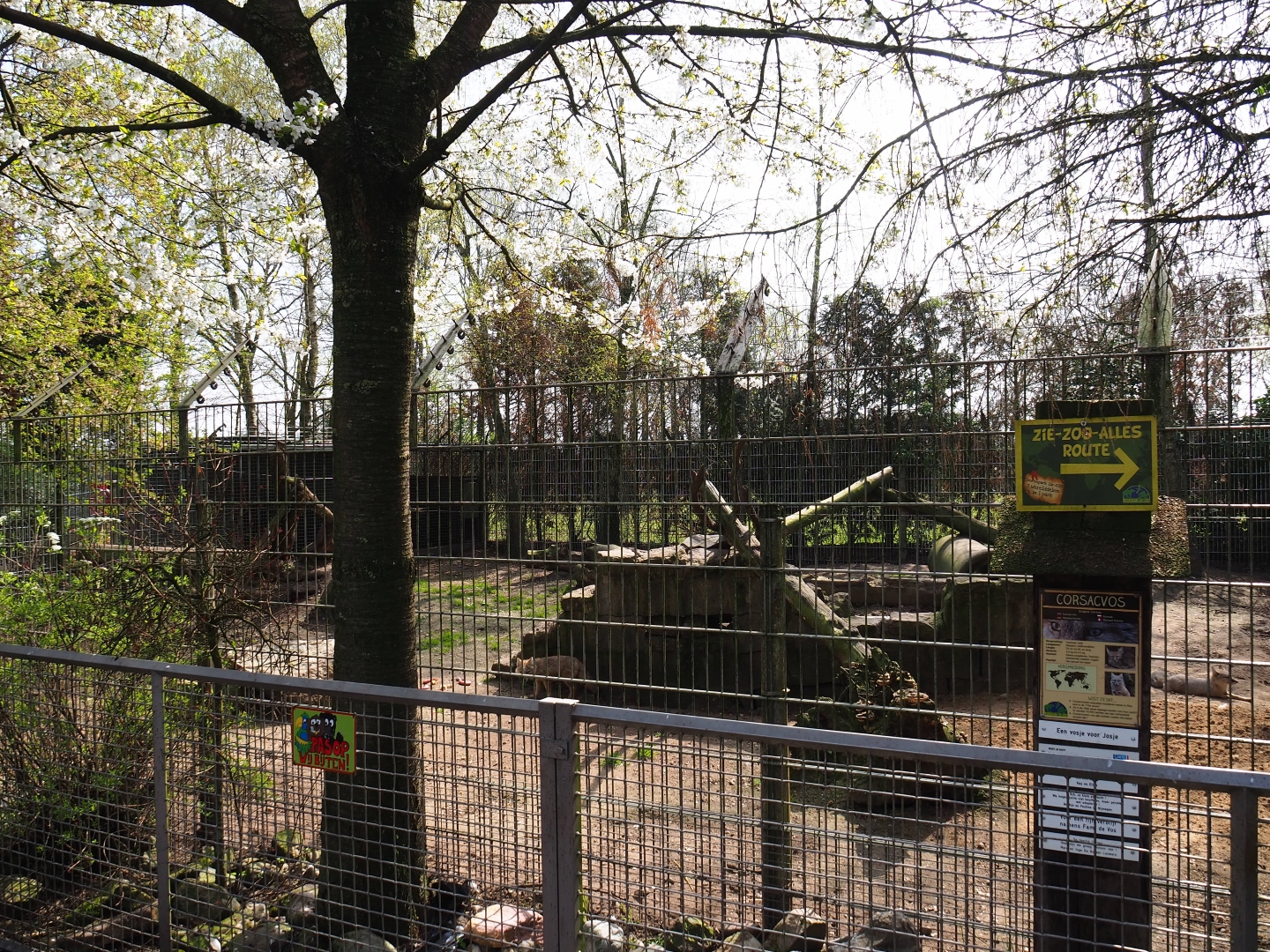 Corsac fox exhibit, 2019-04-06