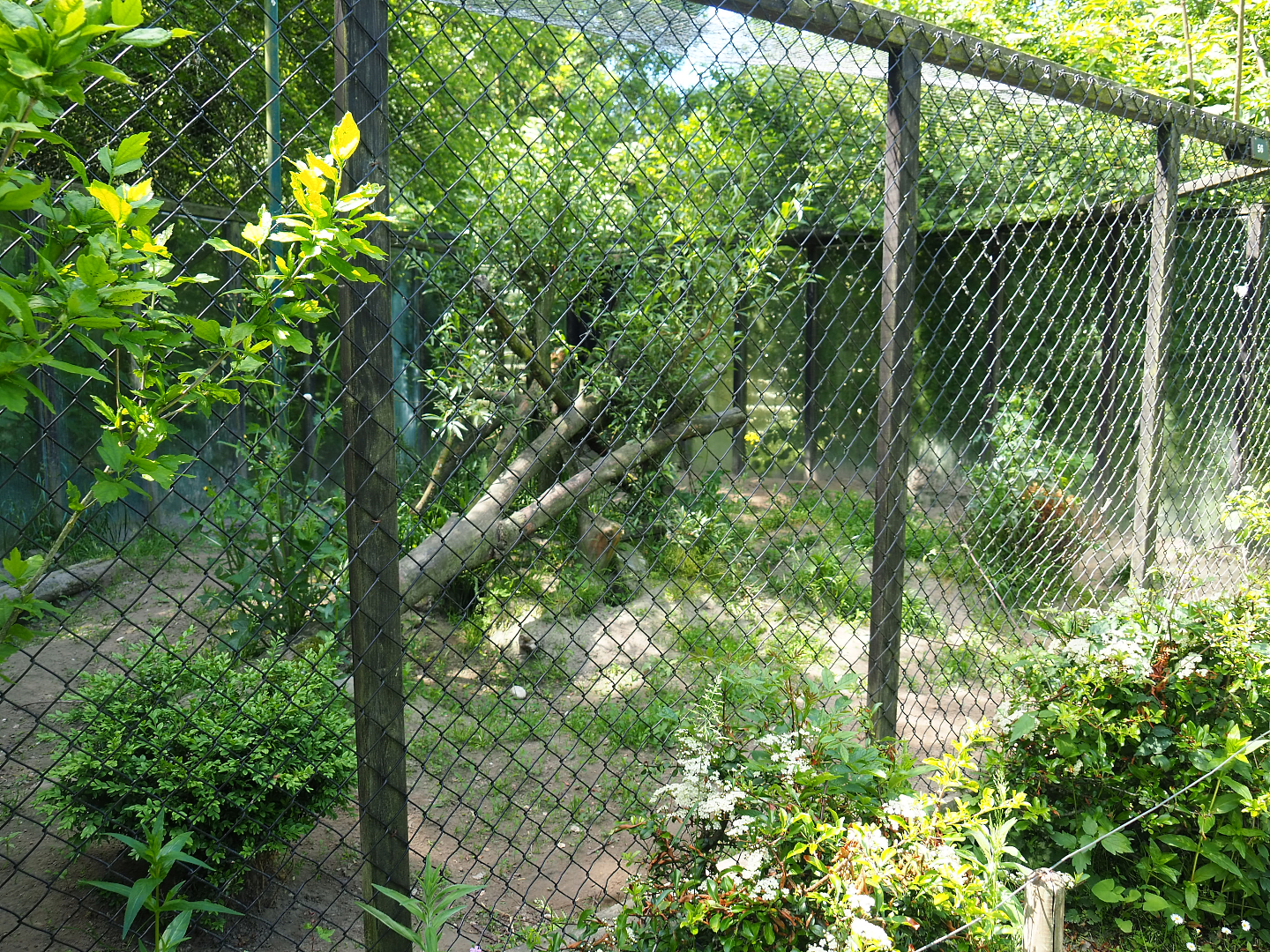 Corsac fox exhibit, 2019-06-01