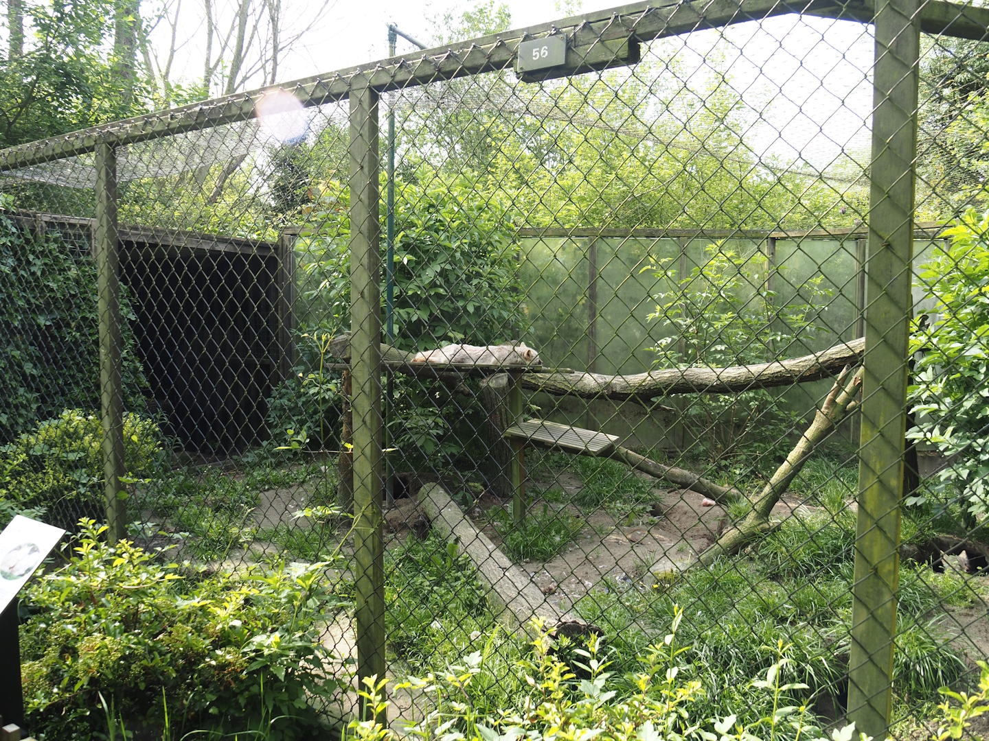 Corsac fox exhibit, 2024-05-11