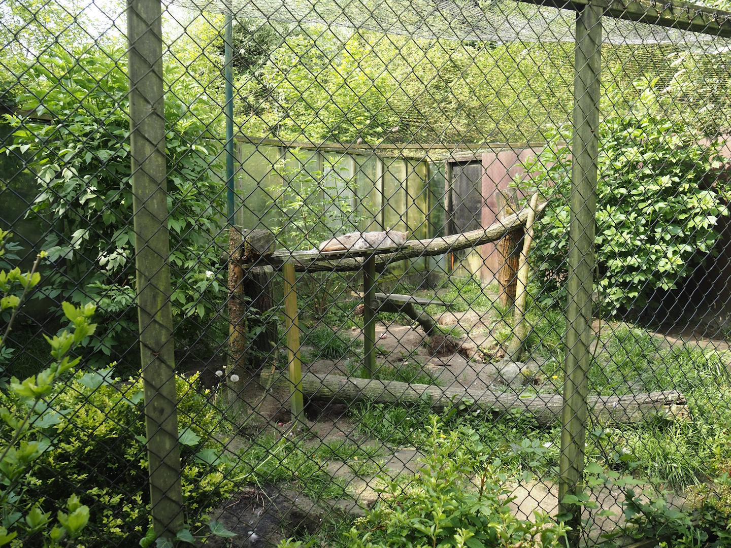 Corsac fox exhibit, 2024-05-11