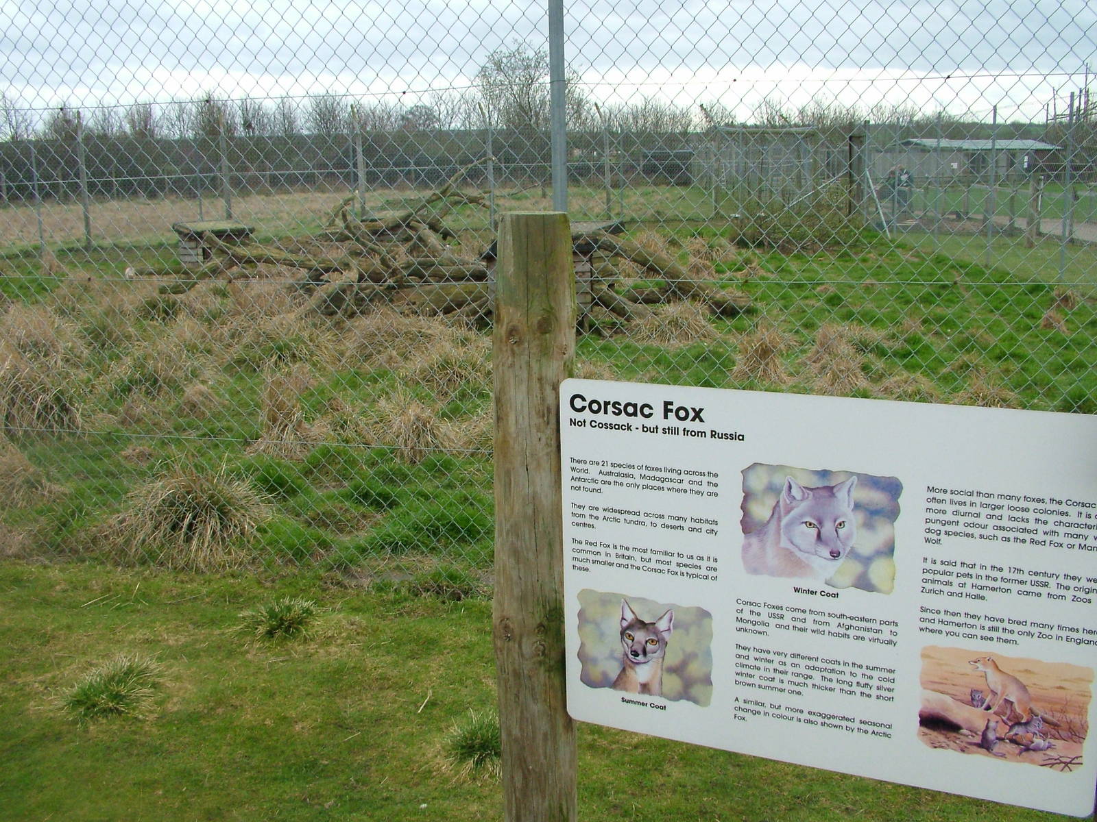 Corsac Fox exhibit and sign at Hamerton 05/04/10