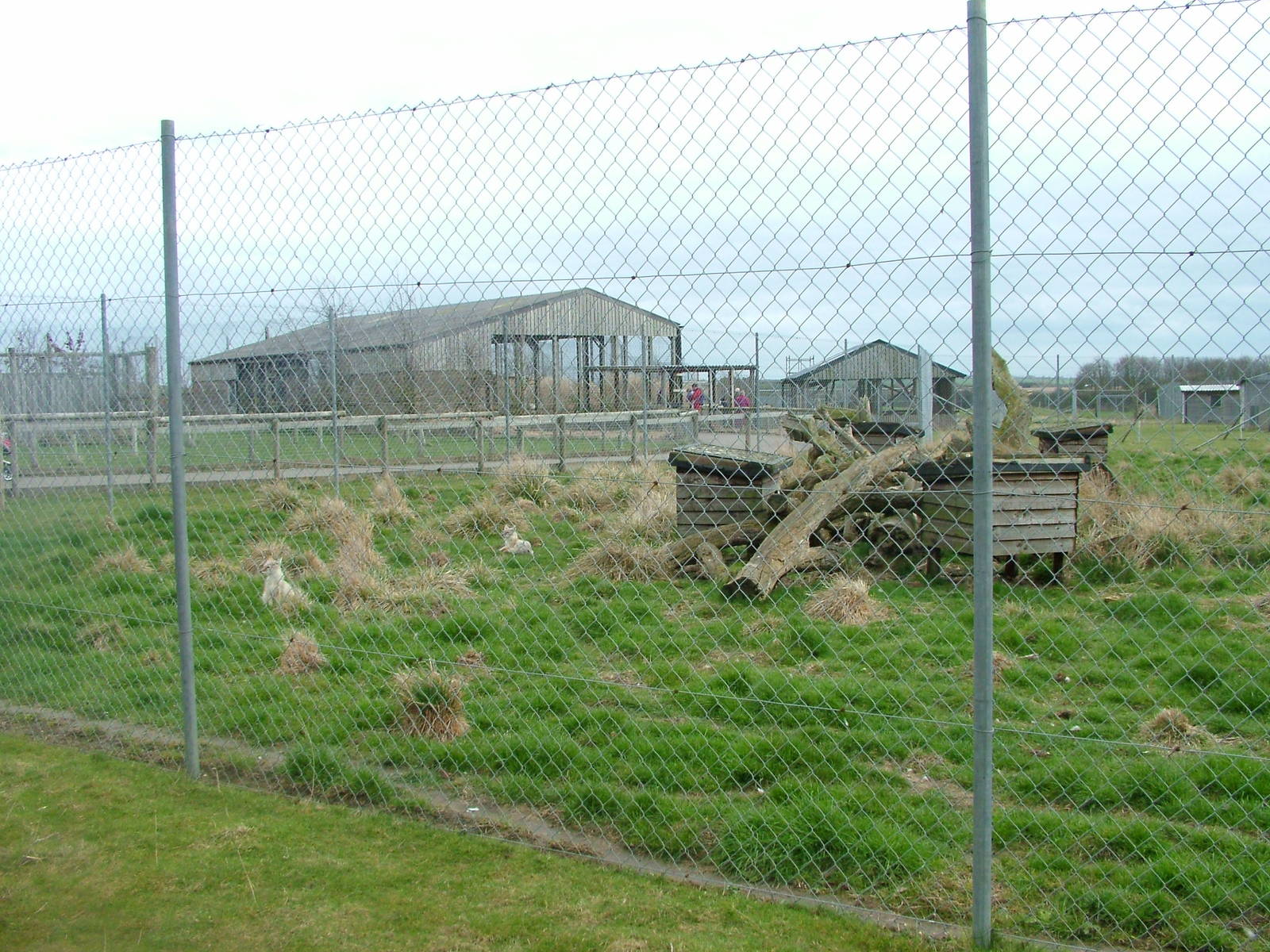 Corsac Fox exhibit at Hamerton 05/04/10