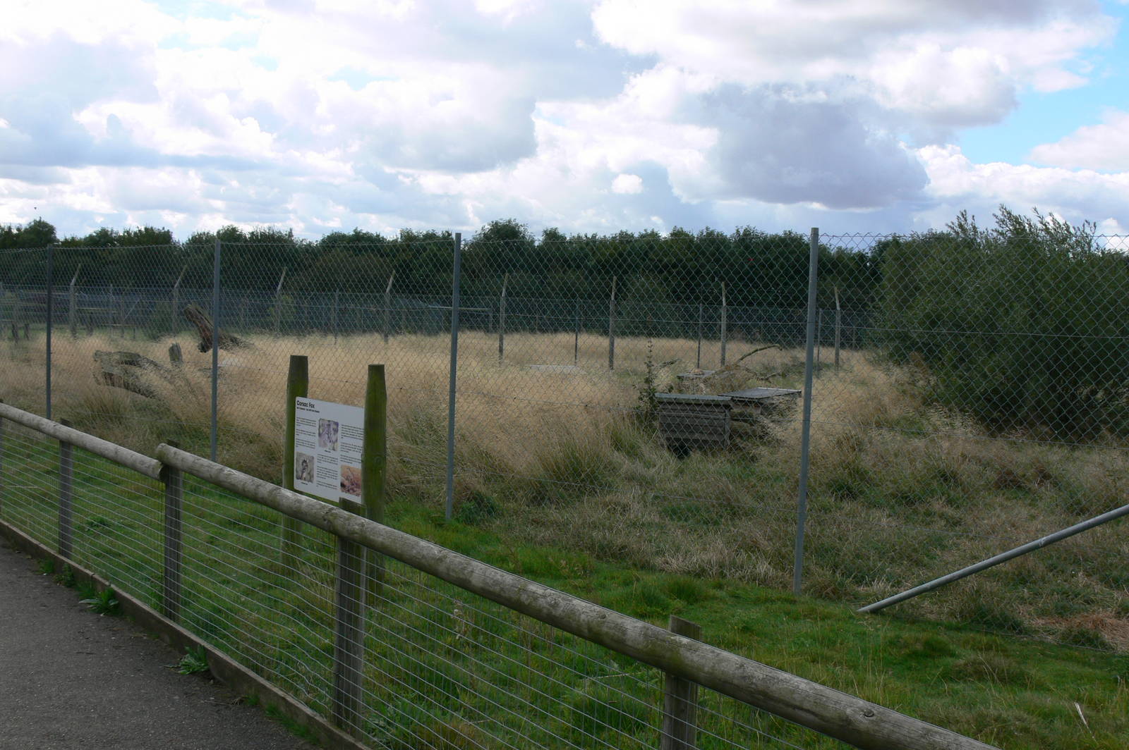 Corsac Fox Exhibit at Hamerton Zoo, 23/08/14