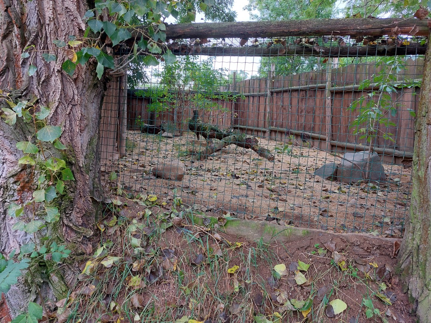 Corsac fox exhibit