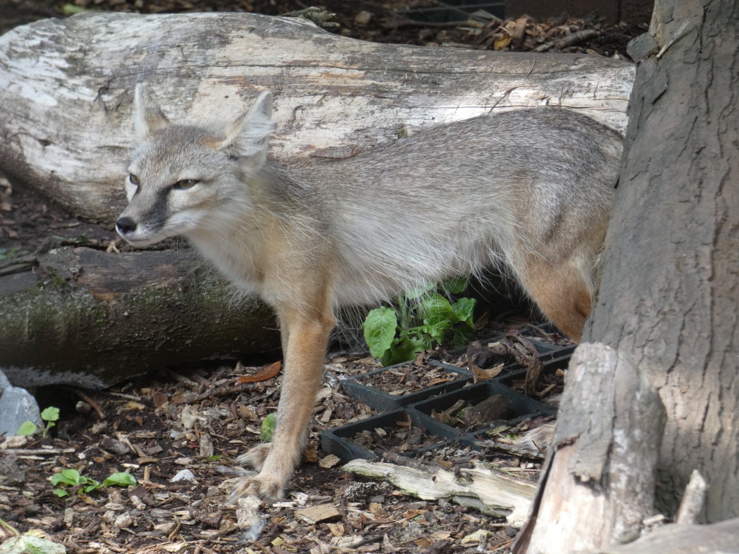 Corsac fox (Greenacres Animal Park)
