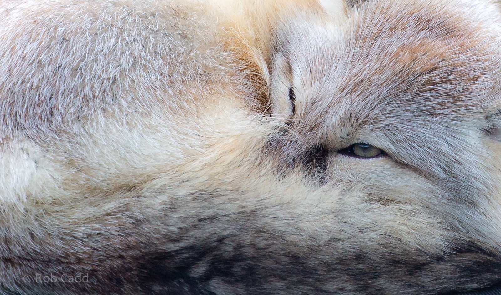 Corsac fox : Hamerton : 02 Dec 2018