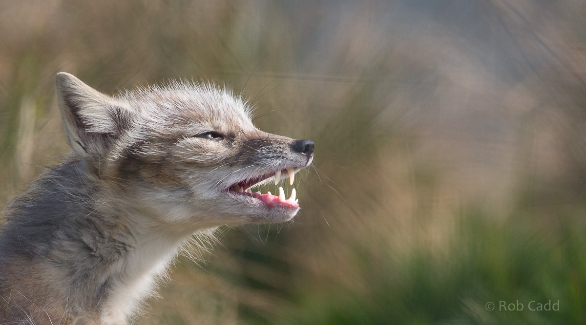 Corsac fox : Hamerton : 05 Apr 2019