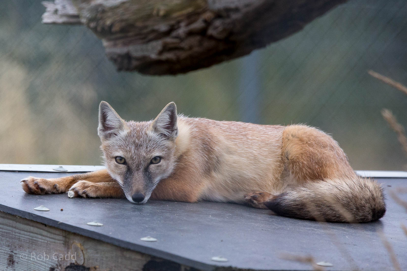 Corsac fox : Hamerton : 05 Sep 2014