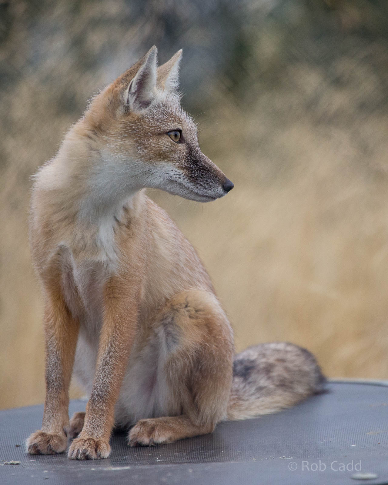 Corsac fox : Hamerton : 05 Sep 2014