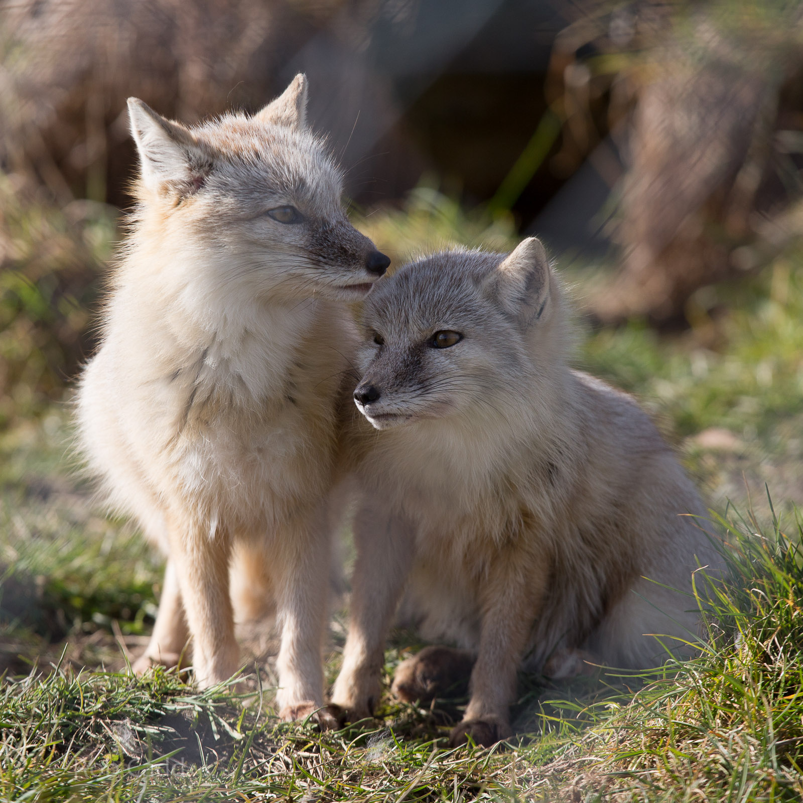 Corsac fox : Hamerton : 07 Mar 2015