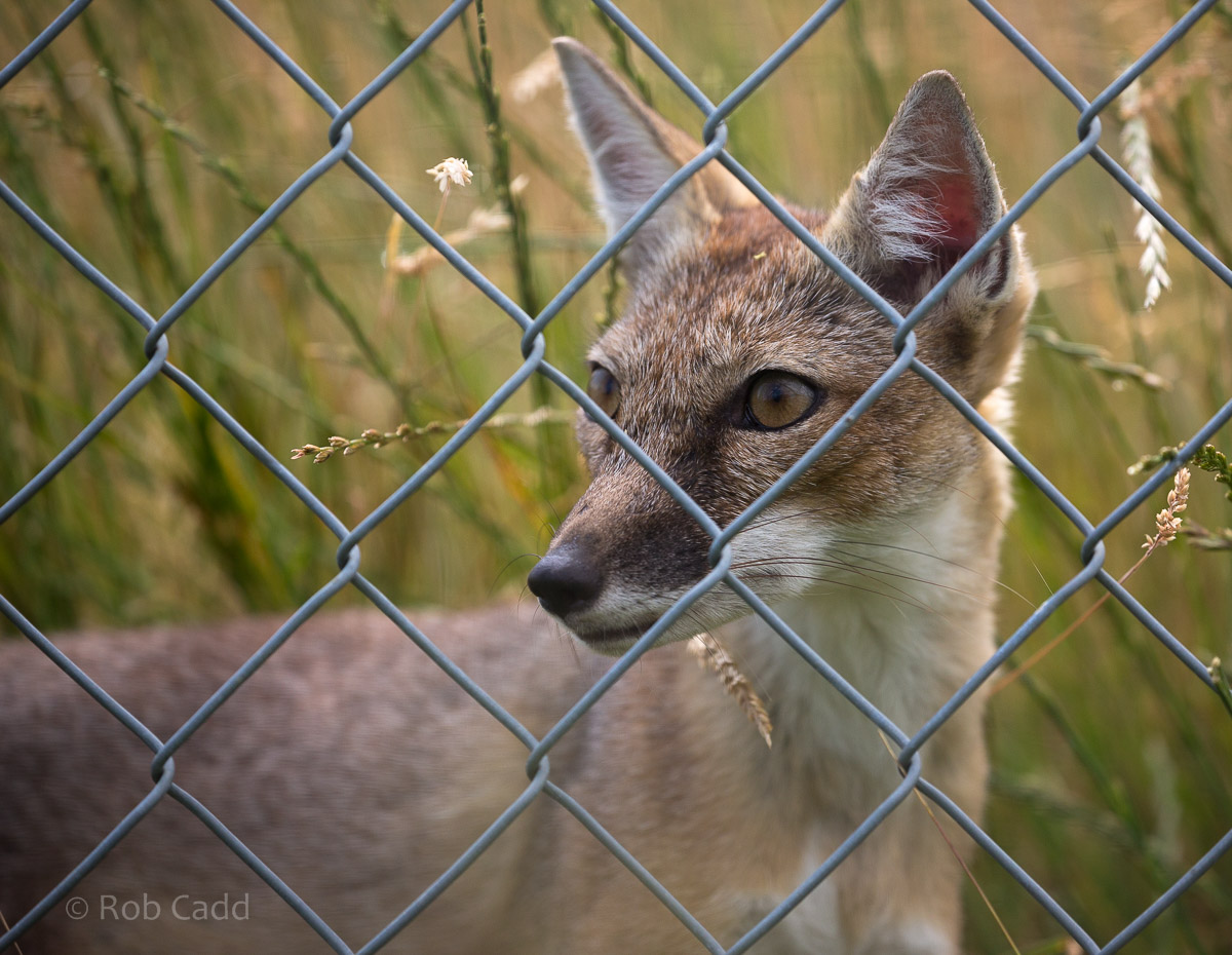 Corsac fox : Hamerton : 12 Jul 2015