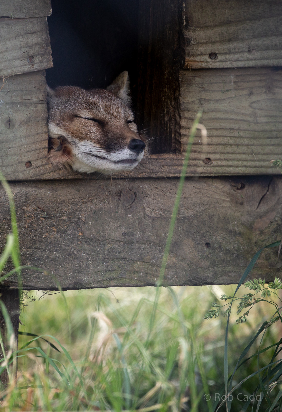 Corsac fox : Hamerton : 15 Jun 2018