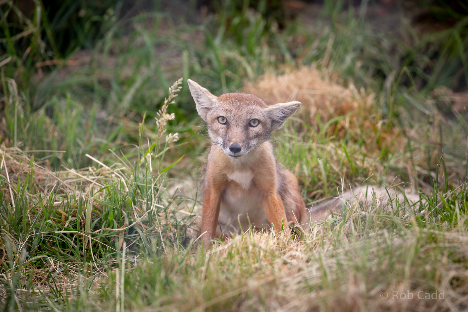 Corsac fox : Hamerton : 15 Jun 2018