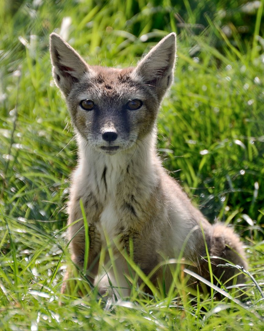 Corsac Fox - Hamerton 24/08/19