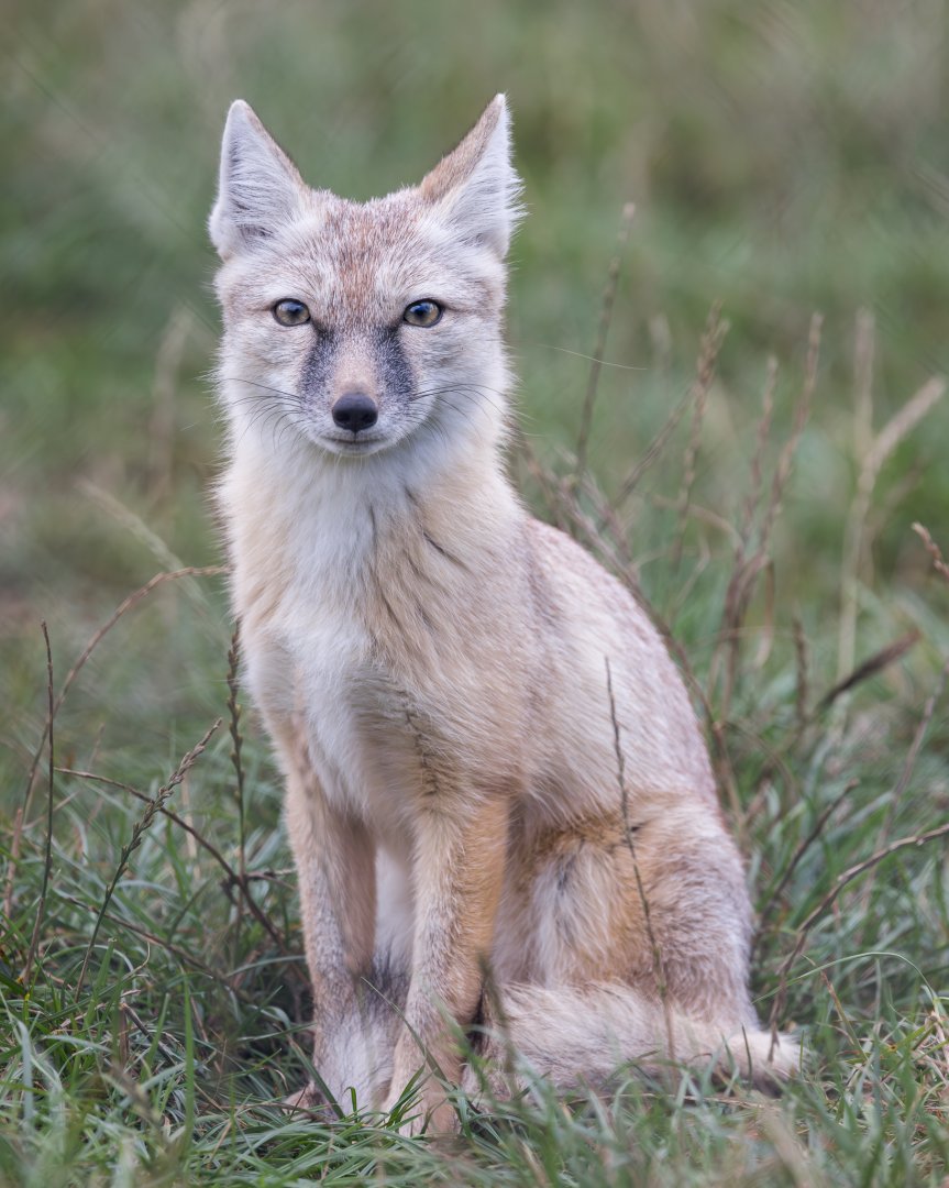 Corsac Fox / Hamerton / 24-9-24