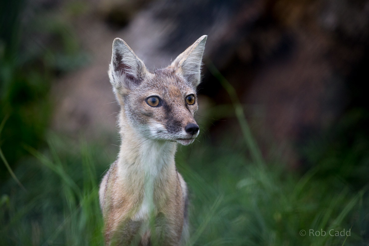 Corsac fox : Hamerton : 25 May 2015