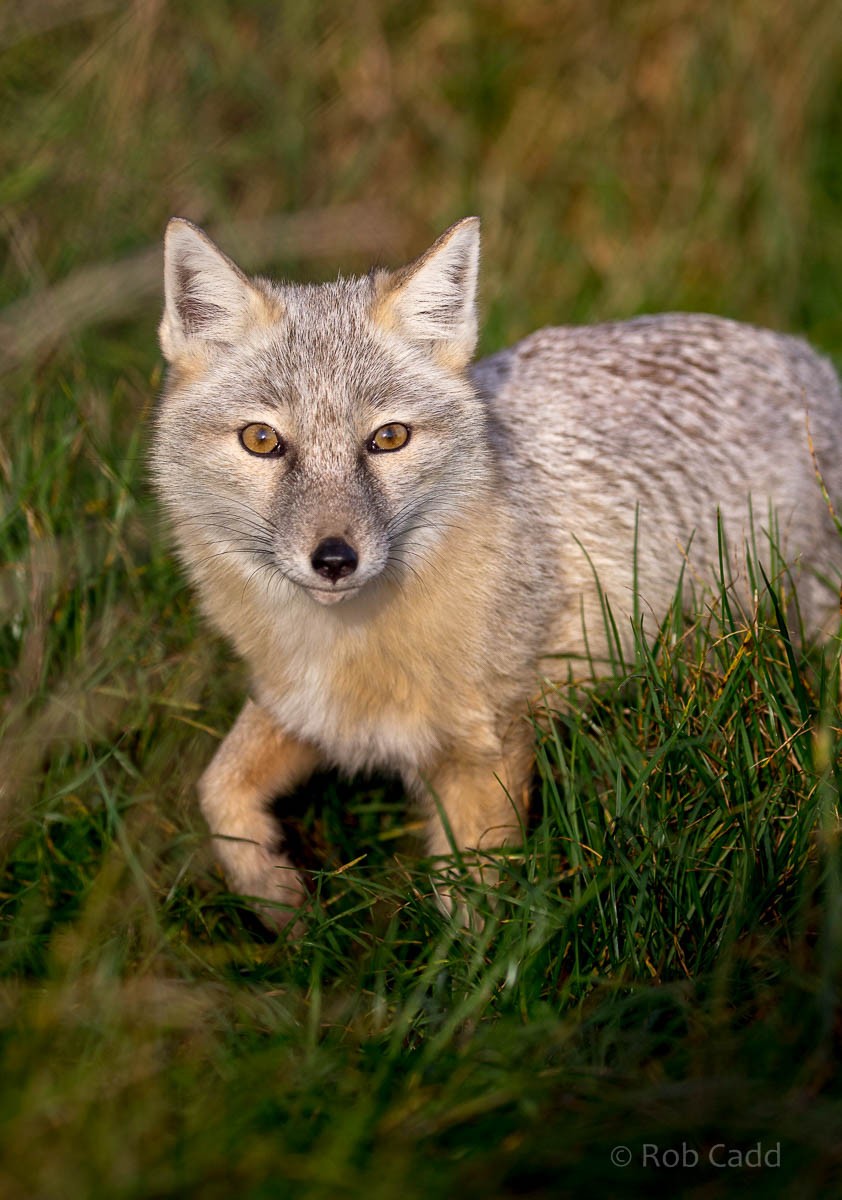 Corsac fox : Hamerton : 25 Oct 2015