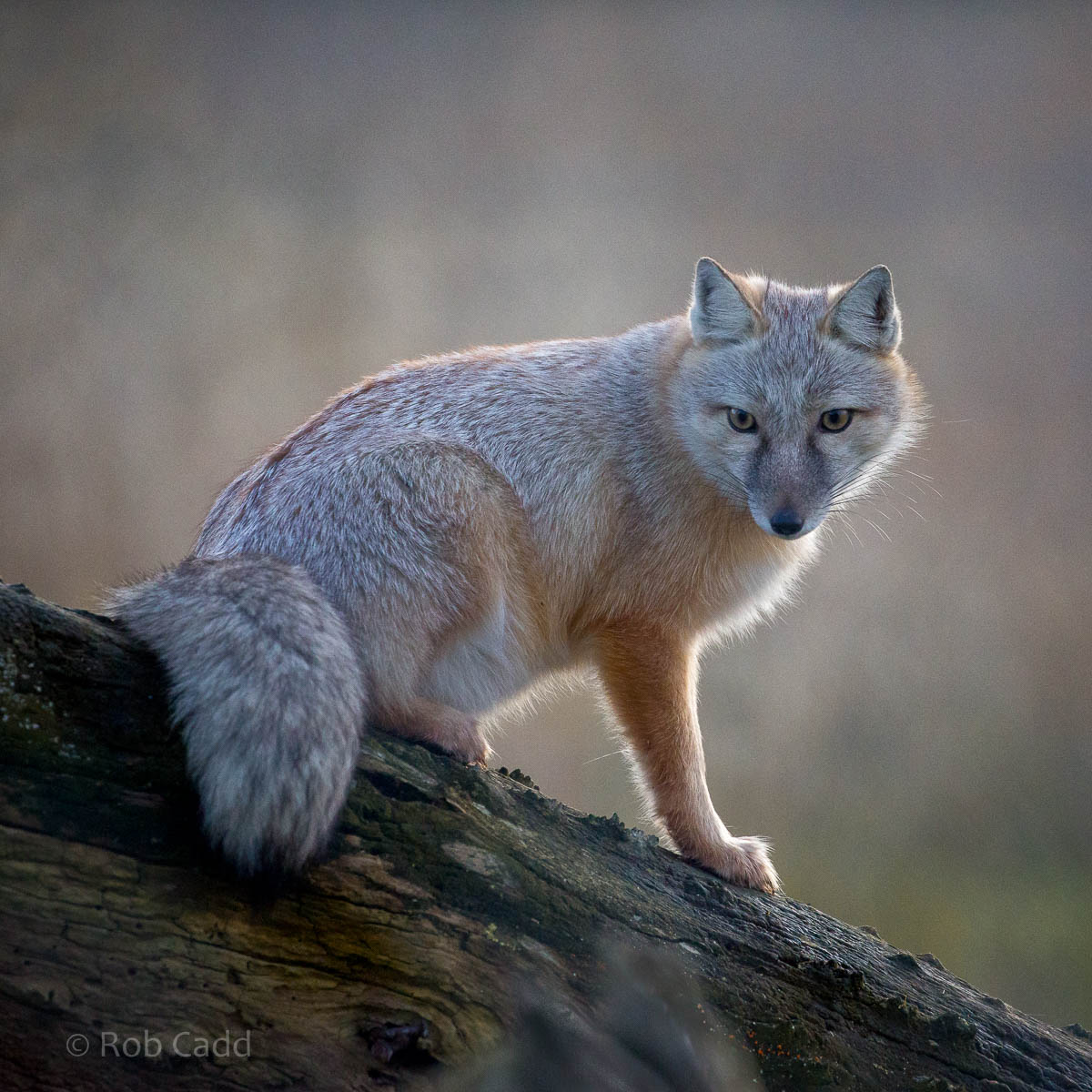Corsac fox : Hamerton : 25 Oct 2015