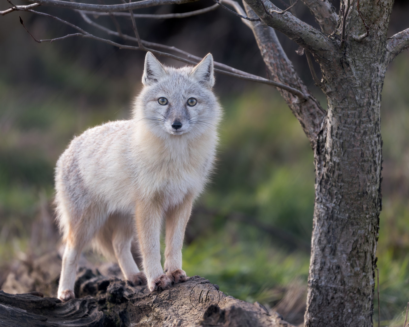 Corsac Fox / Hamerton / 3-2-23