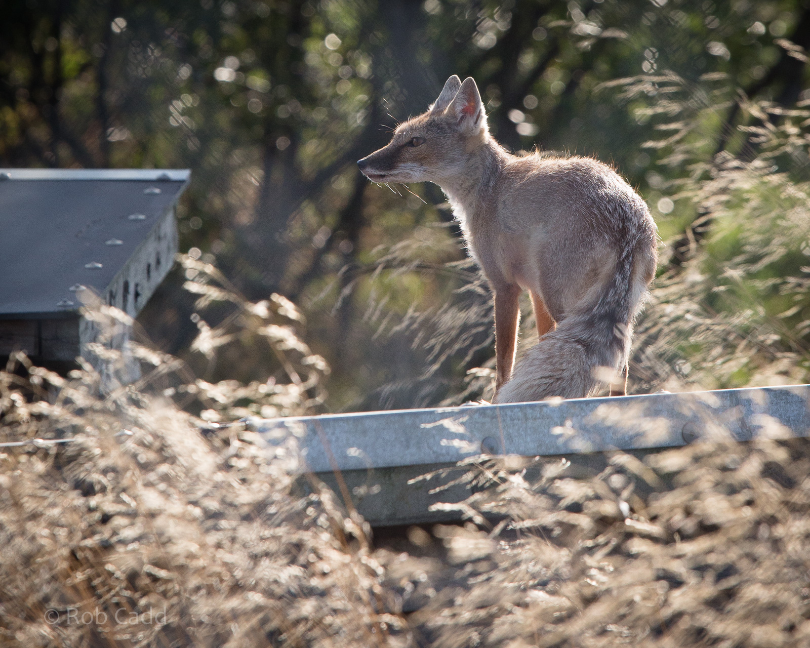 Corsac fox : Hamerton : 31 Aug 2014