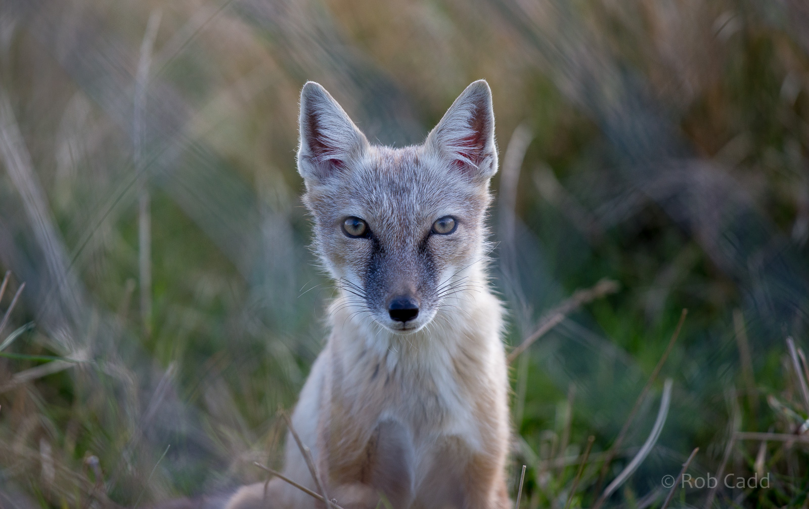 Corsac fox : Hamerton : 31 Aug 2014