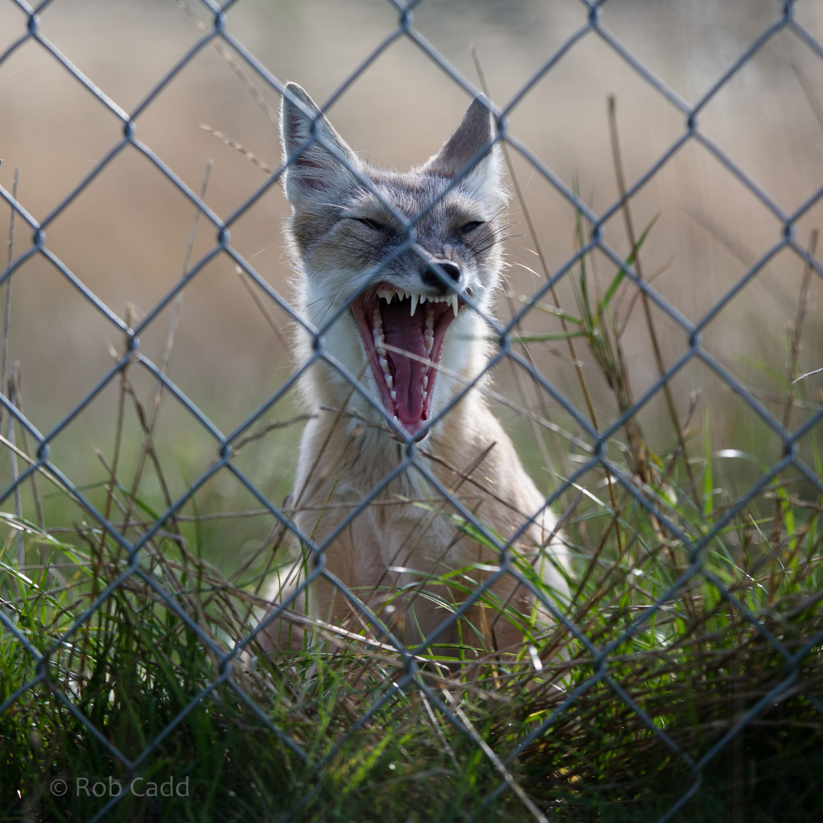 Corsac fox : Hamerton : 31 Aug 2014