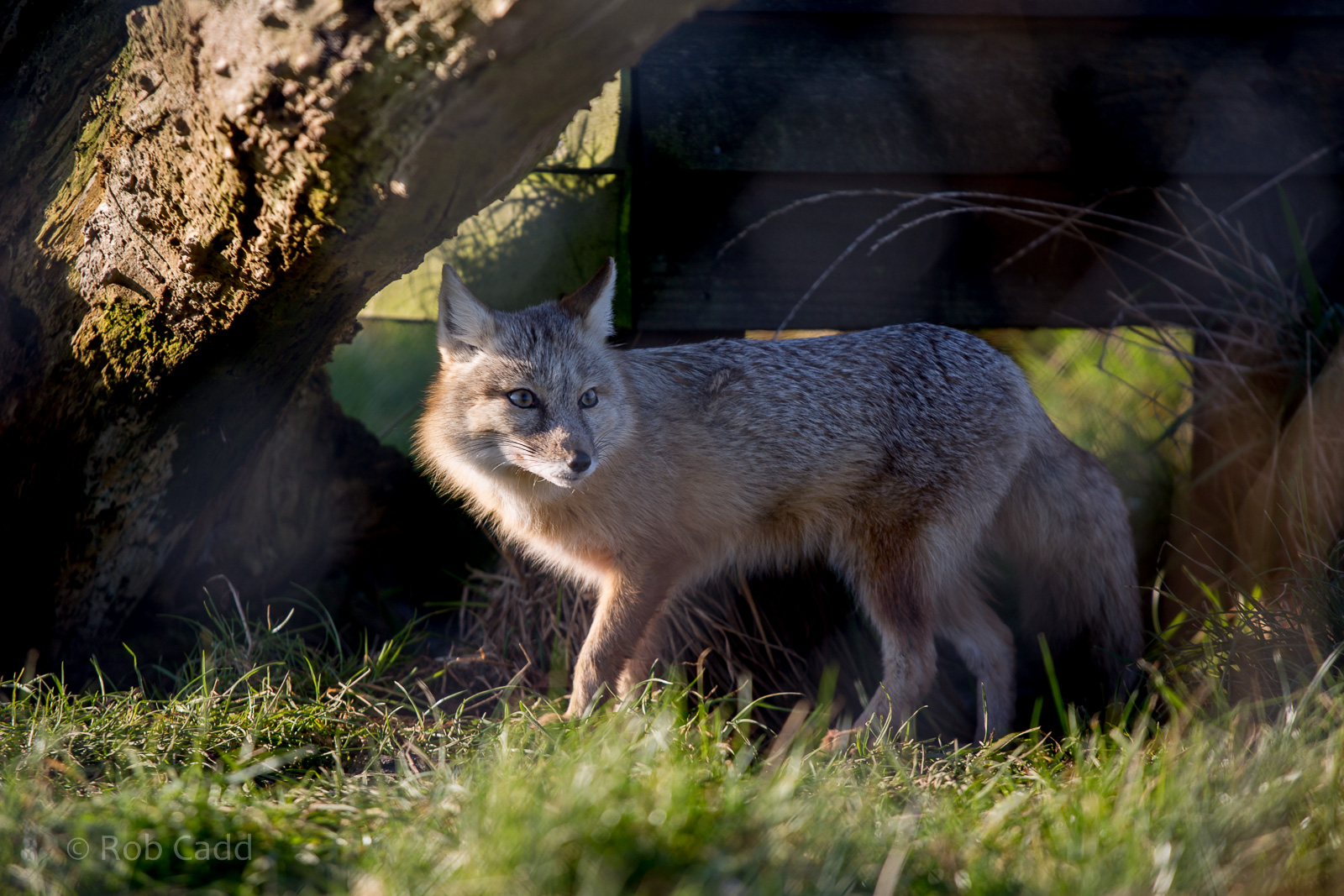 Corsac fox : Hamerton : 31 Dec 2014
