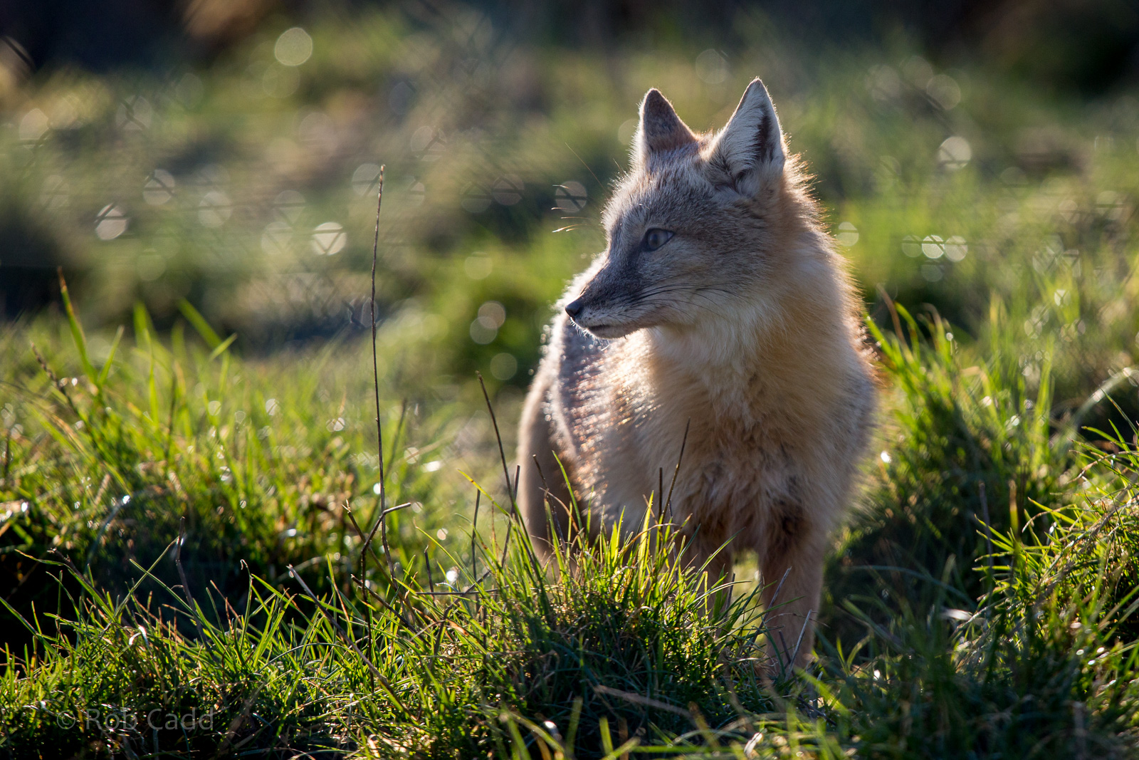 Corsac fox : Hamerton : 31 Dec 2014