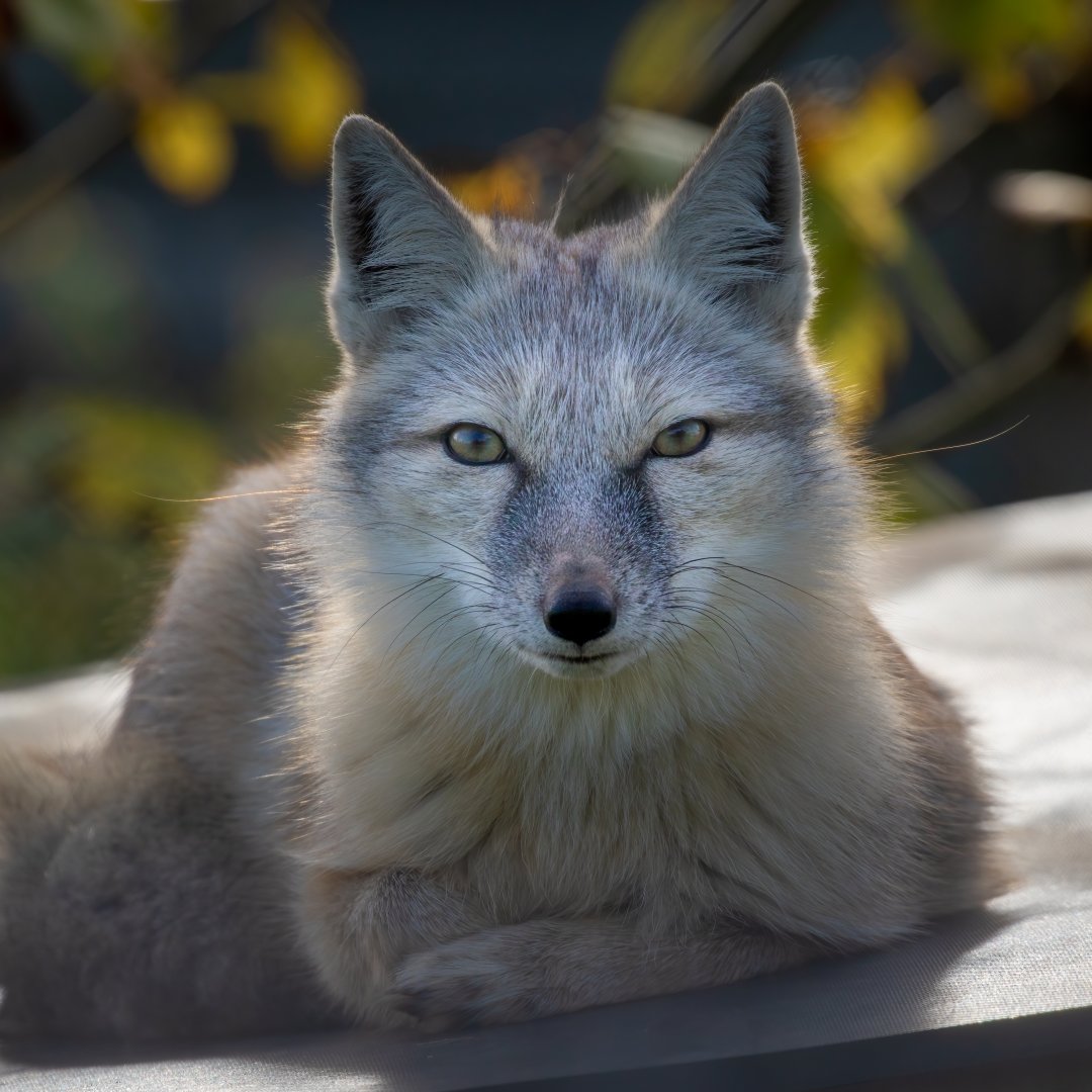 Corsac Fox / Hamerton / 7-10-20