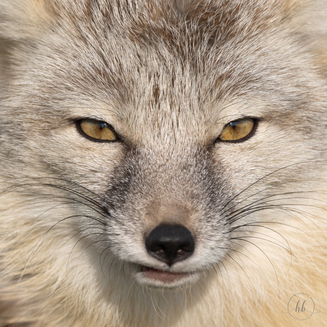 Corsac Fox / Hamerton / 8-3-24