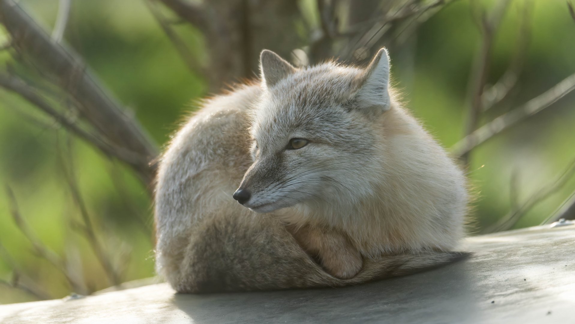 Corsac fox, Hamerton, UK