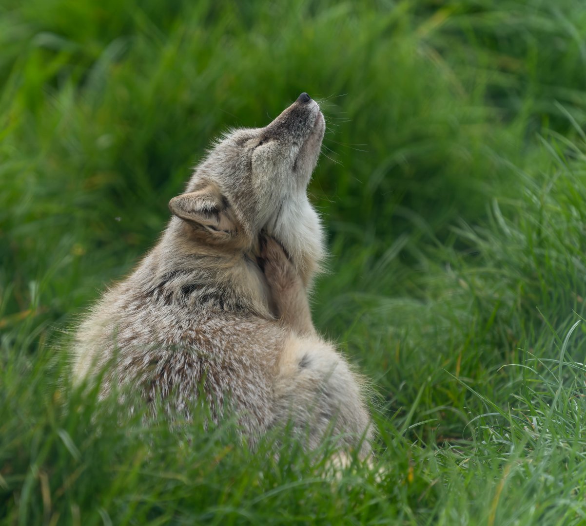 Corsac fox, Hamerton, UK