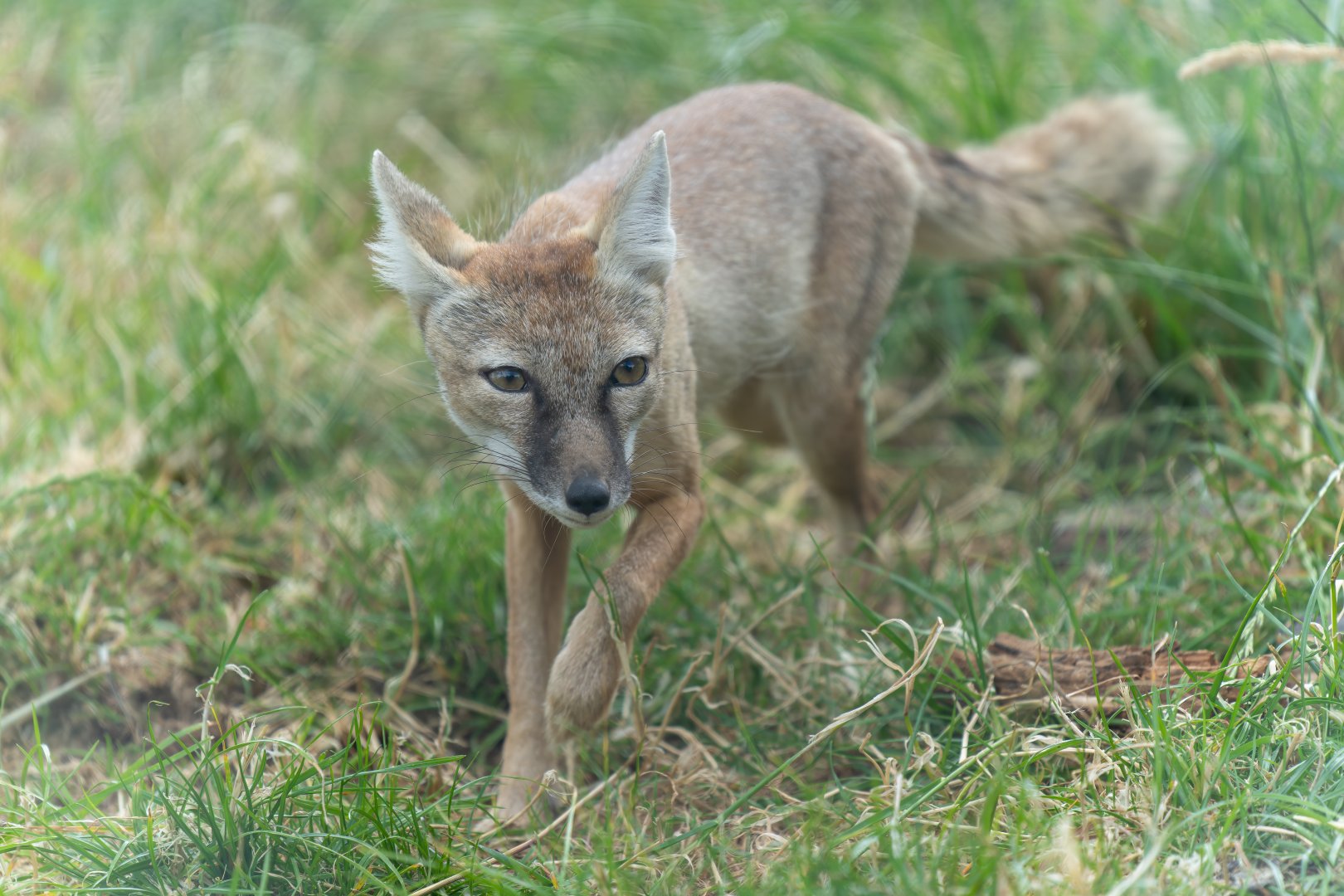 Corsac fox, Hamerton, UK
