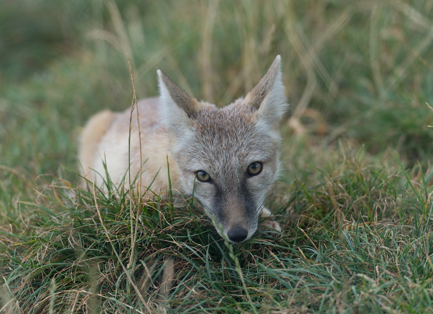 Corsac fox, Hamerton, UK