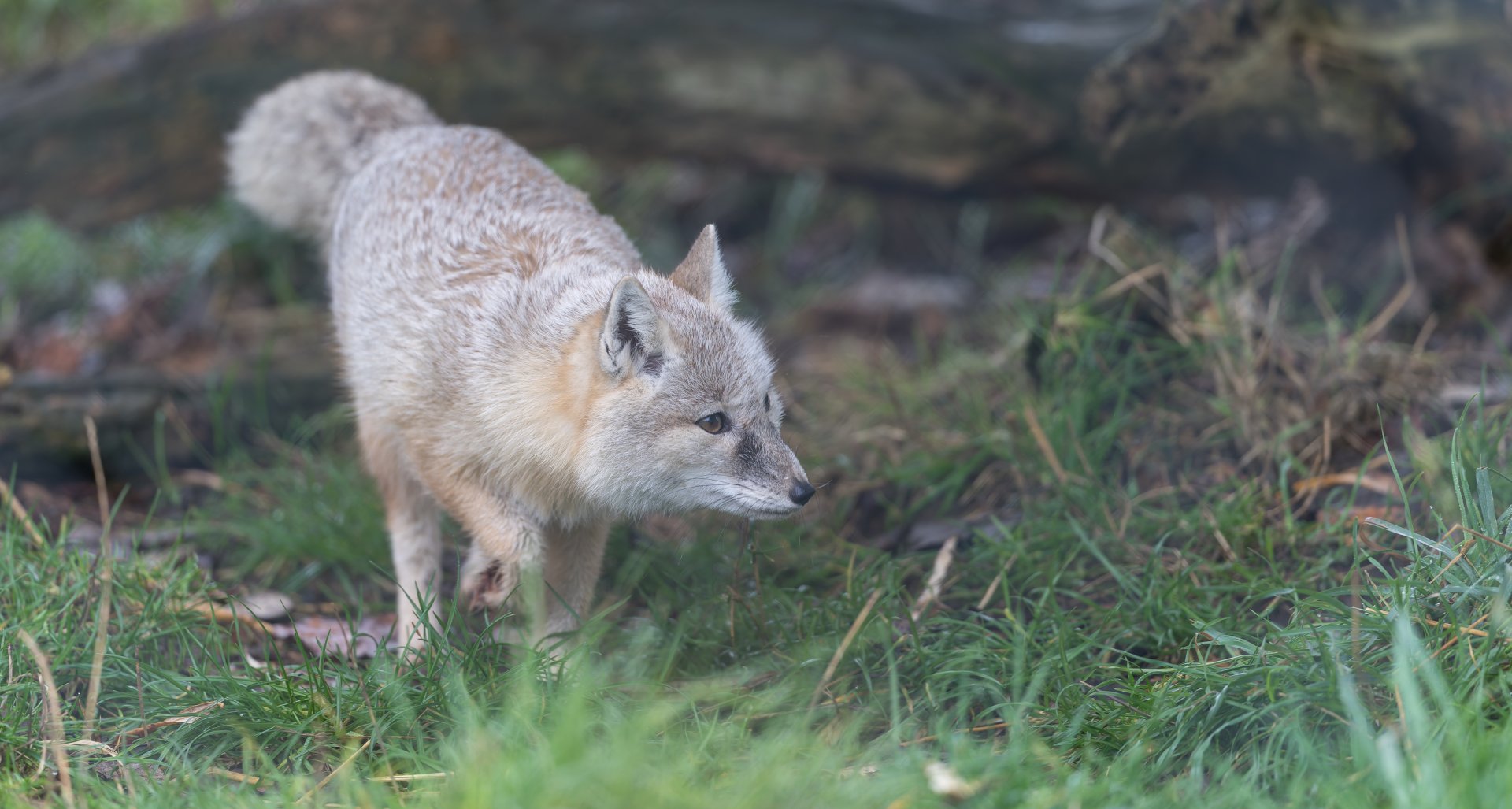 Corsac fox, Hamerton, UK