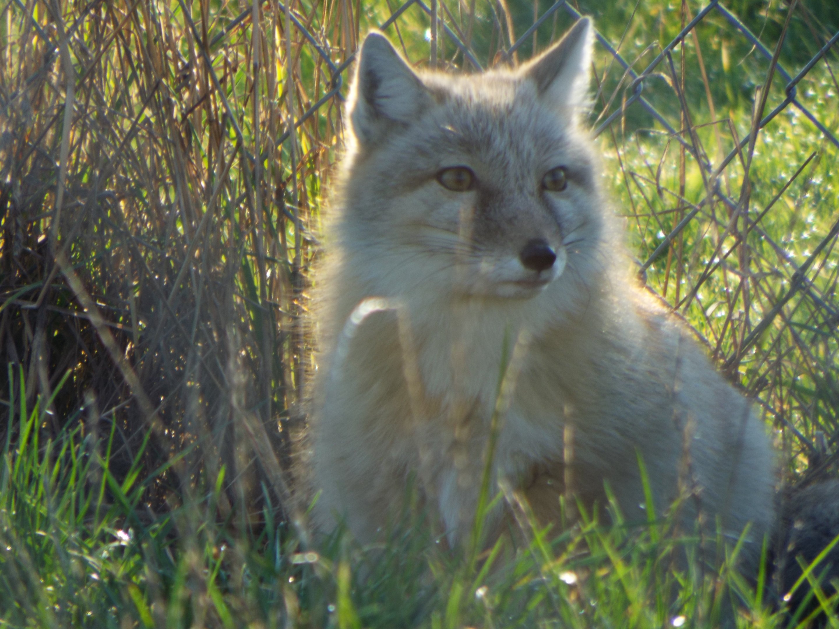 Corsac Fox Hamerton Zoo Park