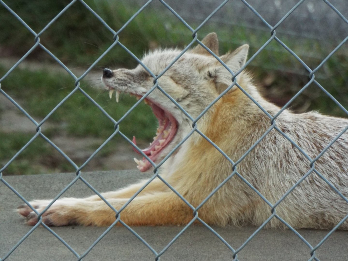 Corsac Fox, Hamerton Zoo Park