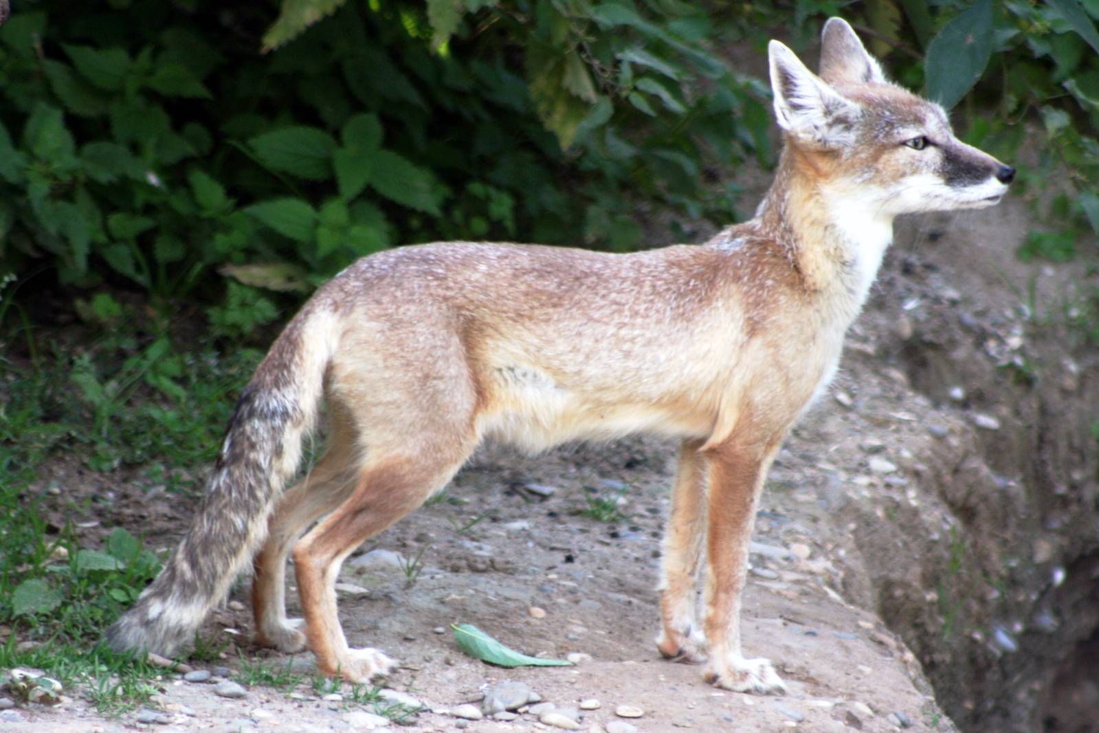 Corsac fox; Heidelberg Zoo; 3rd September 2010