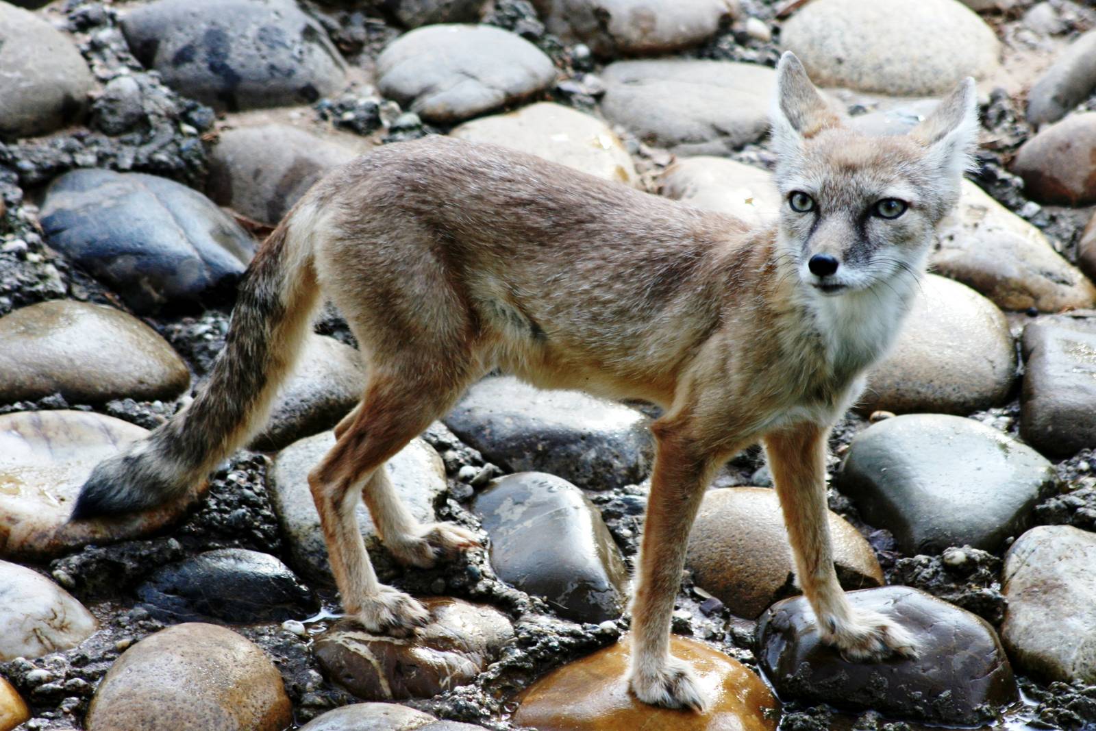 Corsac fox; Heidelberg Zoo; 3rd September 2010