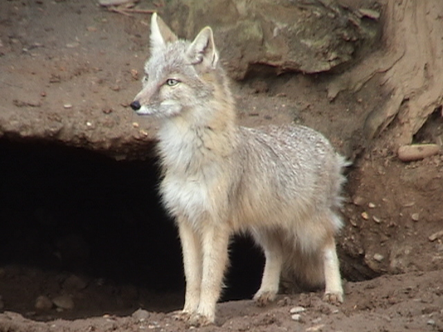 Corsac Fox, Heidelberg Zoo