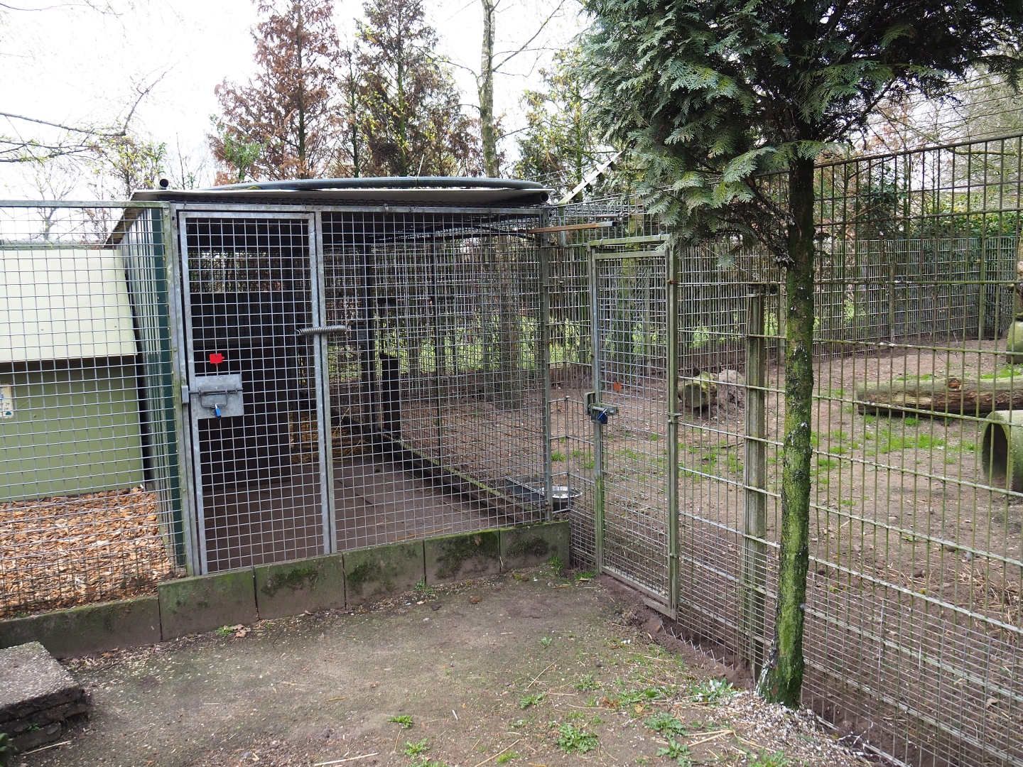 Corsac fox holding, 2019-04-06