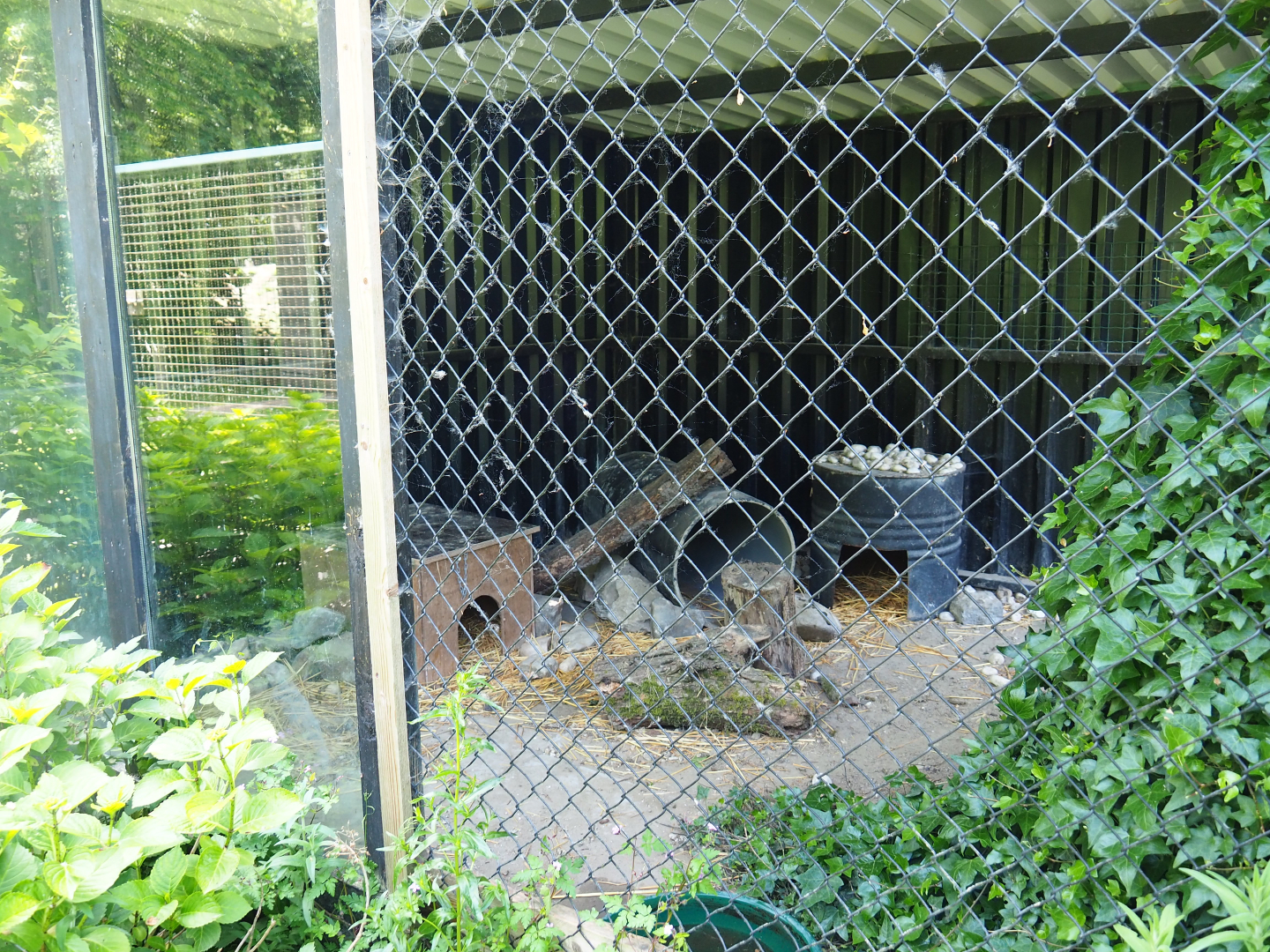 Corsac fox holding, 2019-06-01