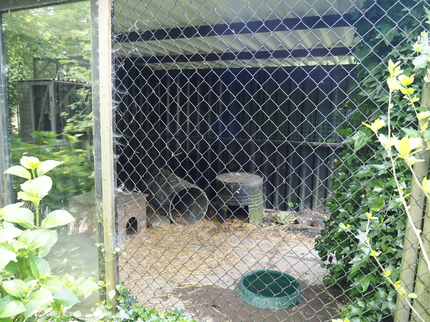 Corsac fox holding area, 2024-05-11