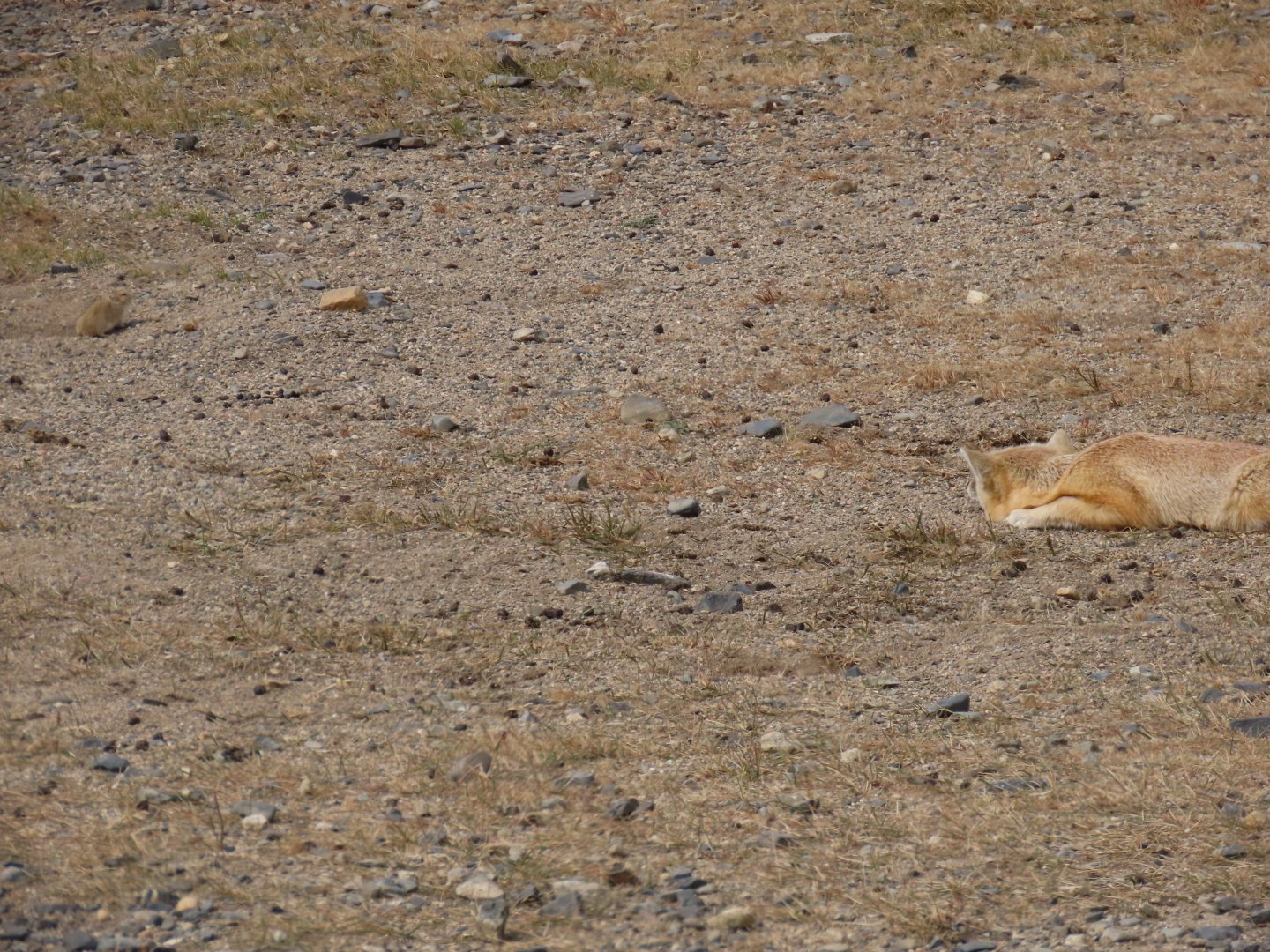 corsac fox hunitng brants vole part 1