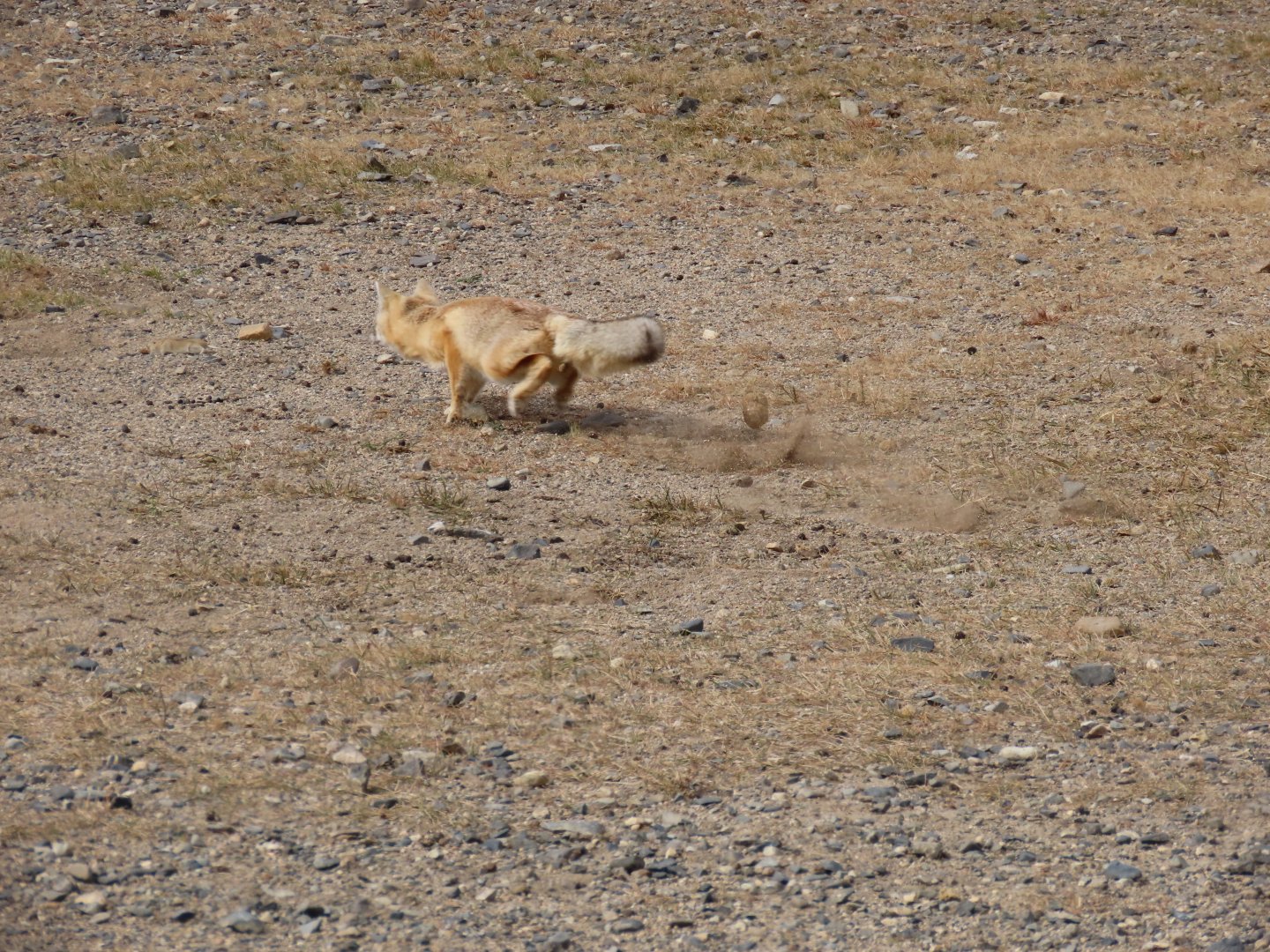 corsac fox hunting brants vole part 2