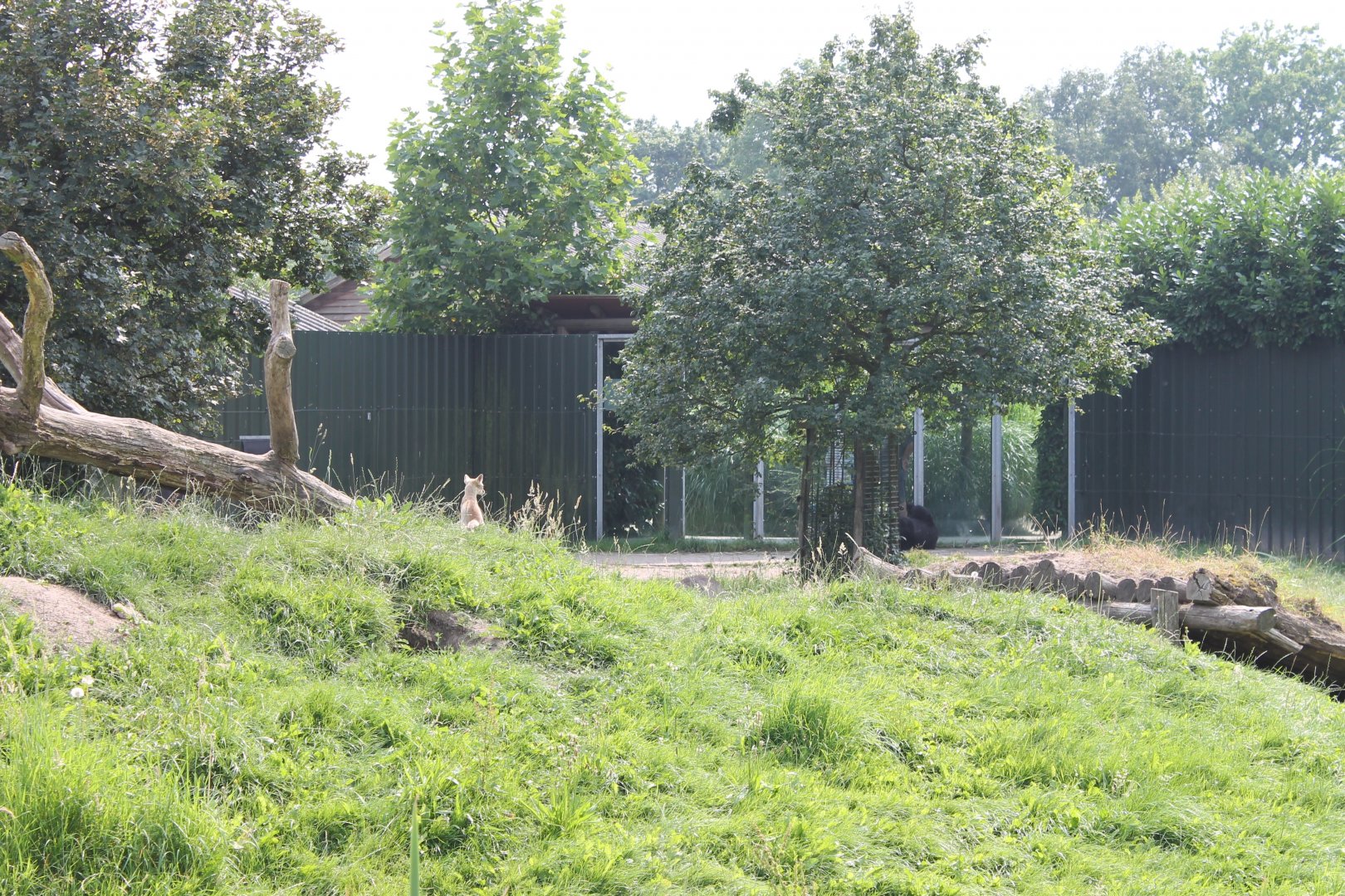 Corsac fox in Black bear enclosure