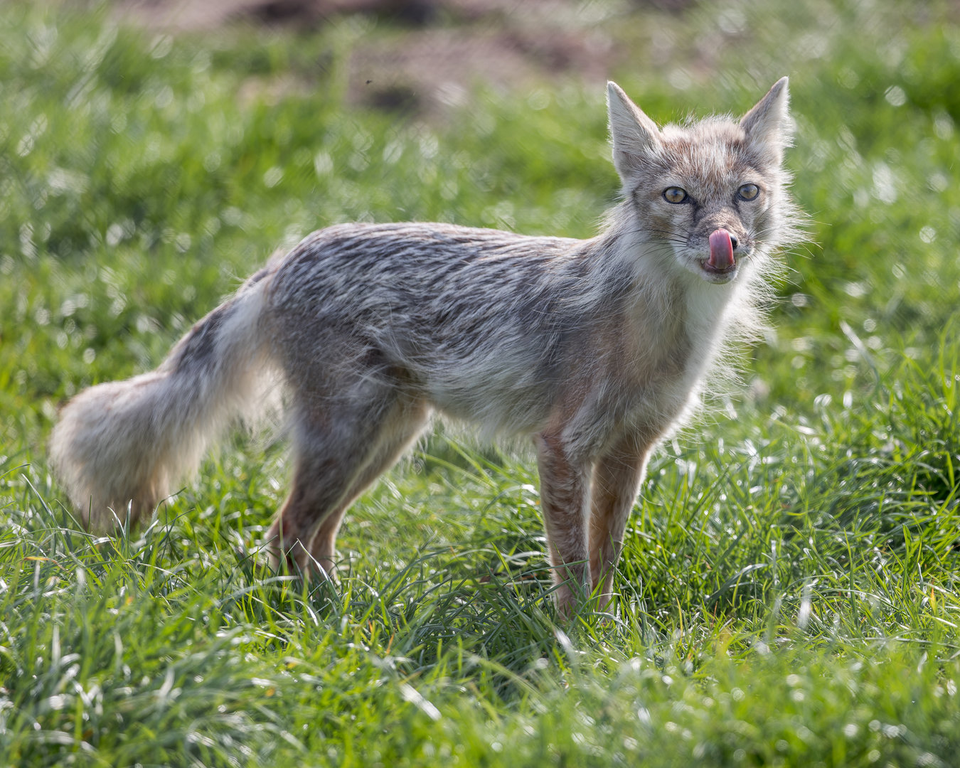 Corsac Fox (mid moult) / Hamerton / 3-5-23